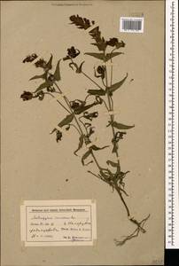 Melampyrum caucasicum Bunge, Caucasus, Azerbaijan (K6) (Azerbaijan)