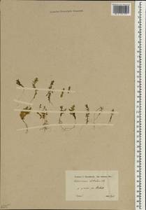 Lysimachia linum-stellatum L., South Asia, South Asia (Asia outside ex-Soviet states and Mongolia) (ASIA) (Turkey)