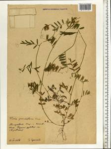 Vicia grandiflora Scop., Eastern Europe, Moldova (E13a) (Moldova)