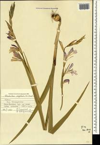Gladiolus italicus Mill., Crimea (KRYM) (Russia)
