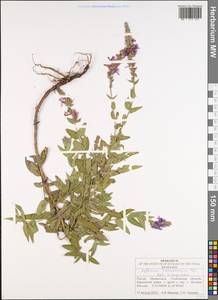 Lythrum salicaria L., Eastern Europe, Middle Volga region (E8) (Russia)