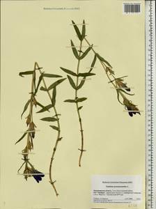 Gentiana pneumonanthe L., Eastern Europe, Central region (E4) (Russia)