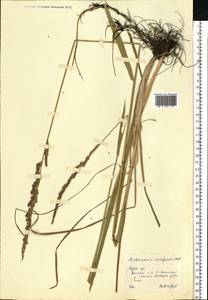Beckmannia eruciformis (L.) Host, Eastern Europe, Central forest-and-steppe region (E6) (Russia)