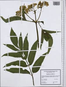 Sambucus ebulus L., Western Europe (EUR) (North Macedonia)