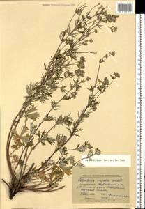 Potentilla argentea L., Eastern Europe, North-Western region (E2) (Russia)