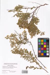 Spiraea crenata L., Eastern Europe, Eastern region (E10) (Russia)