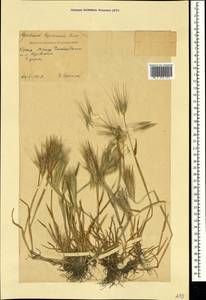 Hordeum murinum subsp. leporinum (Link) Arcang., Crimea (KRYM) (Russia)