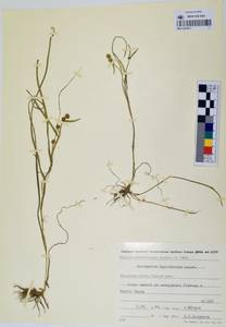 MAG 0003611, Sparganium hyperboreum Laest. ex Beurl., Siberia, Chukotka & Kamchatka (S7) (Russia)