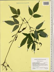 Bidens frondosa L., Caucasus, Krasnodar Krai & Adygea (K1a) (Russia)