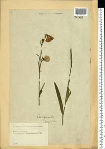 Campanula persicifolia L., Eastern Europe, Moscow region (E4a) (Russia)