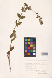 Hypericum hirsutum L., Eastern Europe, Lithuania (E2a) (Lithuania)