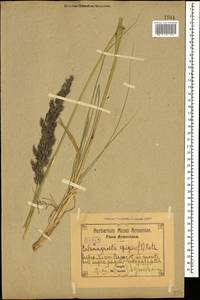 Calamagrostis epigejos (L.) Roth, Caucasus, Armenia (K5) (Armenia)