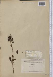Ligustrum vulgare L., America (AMER) (United States)