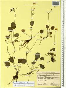 Ranunculus subtilis Trautv., Caucasus, Stavropol Krai, Karachay-Cherkessia & Kabardino-Balkaria (K1b) (Russia)