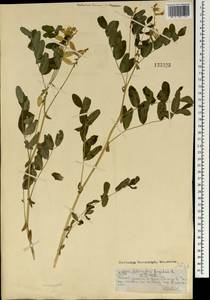 Astragalus frigidus (L.) A.Gray, Mongolia (MONG) (Mongolia)