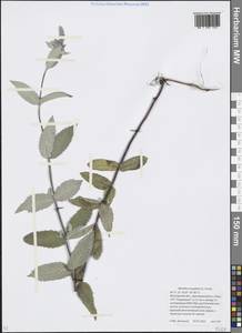 Mentha longifolia (L.) L., Eastern Europe, Moscow region (E4a) (Russia)