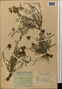 Astragalus reduncus Pall., Caucasus, Stavropol Krai, Karachay-Cherkessia & Kabardino-Balkaria (K1b) (Russia)