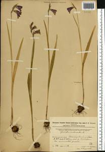 Gladiolus imbricatus L., Eastern Europe, Eastern region (E10) (Russia)