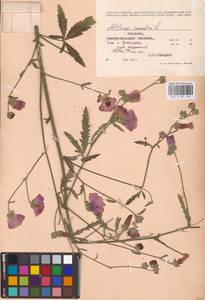 Althaea cannabina L., Eastern Europe, Moldova (E13a) (Moldova)