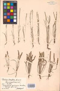 Plantago tenuiflora Waldst. & Kit., Eastern Europe, Lower Volga region (E9) (Russia)