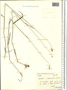Hordeum brevisubulatum (Trin.) Link, Caucasus, Stavropol Krai, Karachay-Cherkessia & Kabardino-Balkaria (K1b) (Russia)