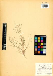 Eragrostis minor Host, Siberia, Altai & Sayany Mountains (S2) (Russia)