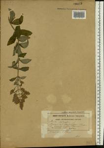 Mentha longifolia (L.) L., Eastern Europe, Belarus (E3a) (Belarus)