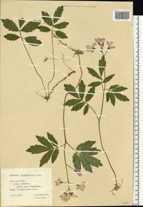 Cardamine quinquefolia (M.Bieb.) Schmalh., Eastern Europe, Central forest-and-steppe region (E6) (Russia)