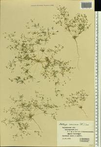 Hypertelis cerviana (L.) Thulin, Eastern Europe, Central forest-and-steppe region (E6) (Russia)