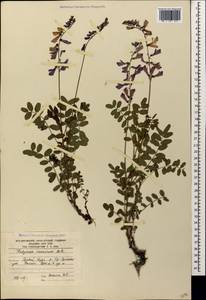 Hedysarum caucasicum M.Bieb., Caucasus, South Ossetia (K4b) (South Ossetia)