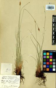 Carex macroprophylla (Y.C.Yang) S.R.Zhang, Siberia, Baikal & Transbaikal region (S4) (Russia)