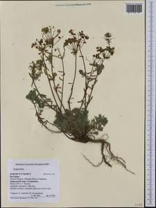 Euphorbia, Western Europe (EUR) (Bulgaria)