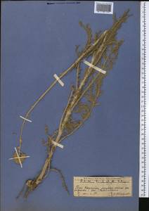 Handelia trichophylla (Schrenk ex Fisch. & C. A. Mey.) Heimerl, Middle Asia, Western Tian Shan & Karatau (M3) (Kazakhstan)