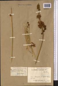 Eremurus stenophyllus, Middle Asia, Pamir & Pamiro-Alai (M2) (Uzbekistan)
