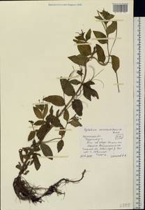 Epilobium roseum subsp. subsessile (Boiss.) P. H. Raven, Eastern Europe, Central region (E4) (Russia)