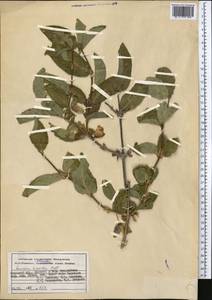 Lonicera hispida Pall. ex Roem. & Schult., Middle Asia, Pamir & Pamiro-Alai (M2) (Kyrgyzstan)