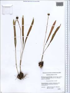 Galanthus plicatus M.Bieb., Caucasus, Krasnodar Krai & Adygea (K1a) (Russia)