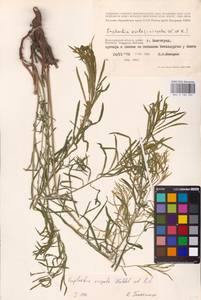 Euphorbia virgata Waldst. & Kit., Eastern Europe, Lower Volga region (E9) (Russia)