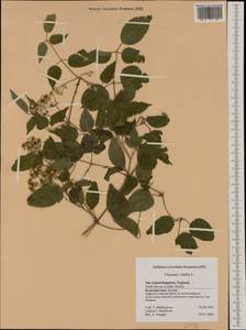 Clematis vitalba L., Western Europe (EUR) (United Kingdom)