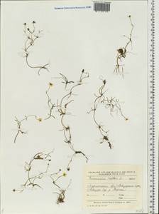 Ranunculus reptans L., Eastern Europe, Northern region (E1) (Russia)