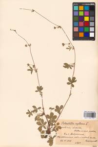 Potentilla reptans L., Eastern Europe, Moscow region (E4a) (Russia)