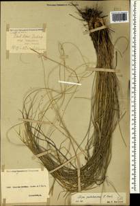 Stipa pulcherrima K.Koch, Caucasus, Stavropol Krai, Karachay-Cherkessia & Kabardino-Balkaria (K1b) (Russia)