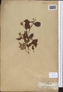 Styrax, South Asia, South Asia (Asia outside ex-Soviet states and Mongolia) (ASIA) (Japan)