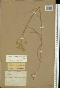 Eremogone longifolia (M. Bieb.) Fenzl, Eastern Europe, North Ukrainian region (E11) (Ukraine)