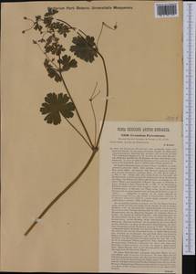 Geranium pyrenaicum Burm. f., Western Europe (EUR) (Austria)