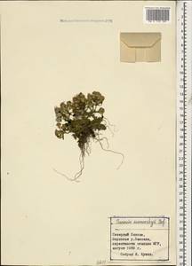 Senecio leucanthemifolius subsp. caucasicus (DC.) Greuter, Caucasus, Stavropol Krai, Karachay-Cherkessia & Kabardino-Balkaria (K1b) (Russia)