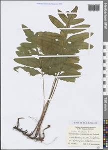 Onoclea sensibilis L., Siberia, Russian Far East (S6) (Russia)