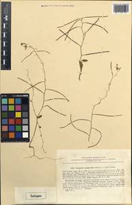 Malcolmia spryginioides Botsch. & Vved., Middle Asia, Pamir & Pamiro-Alai (M2) (Uzbekistan)