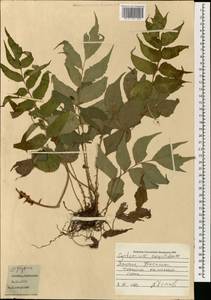 Cyrtomium caryotideum (Wall. ex Hook. & Grev.) Presl, South Asia, South Asia (Asia outside ex-Soviet states and Mongolia) (ASIA) (Japan)