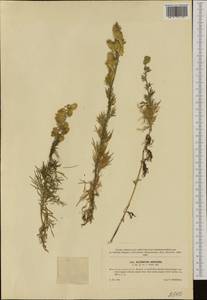 Aconitum anthora L., Western Europe (EUR) (Czech Republic)